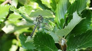 Attēlu rezultāti vaicājumam “Gomphidae”