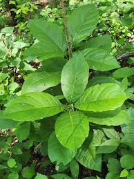 Attēlu rezultāti vaicājumam “Chionanthus virginicus leaf”