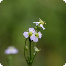 Attēlu rezultāti vaicājumam “Alisma plantago-aquatica flower”