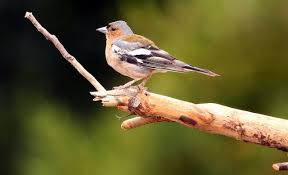 Attēlu rezultāti vaicājumam “Fringilla coelebs male”