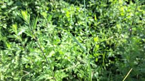 Attēlu rezultāti vaicājumam “Poa trivialis leaf”