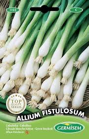 Résultat de recherche d'images pour "Allium fistulosum"