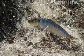 Image result for Alosa pseudoharengus