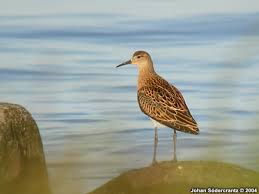 Attēlu rezultāti vaicājumam “Philomachus pugnax adult”