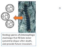 Attēlu rezultāti vaicājumam “Cribraria oregana spores”