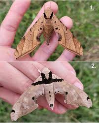 Attēlu rezultāti vaicājumam “Sphingidae”