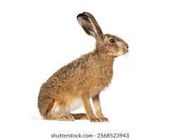 Attēlu rezultāti vaicājumam “Lepus europaeus”