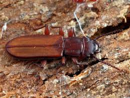 Attēlu rezultāti vaicājumam “Cucujidae”