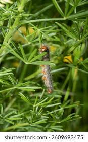 Attēlu rezultāti vaicājumam “Lasiocampa quercus imago”