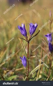 Attēlu rezultāti vaicājumam “Gentiana pneumonanthe”