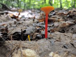 Attēlu rezultāti vaicājumam “Hygrocybe cantharellus”