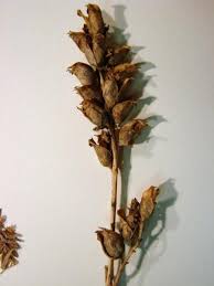 Attēlu rezultāti vaicājumam “Pedicularis palustris fruit”