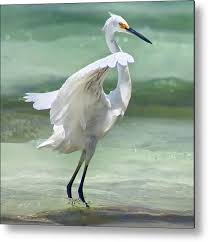 Image result for Egretta thula