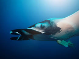 Image result for Mobula birostris