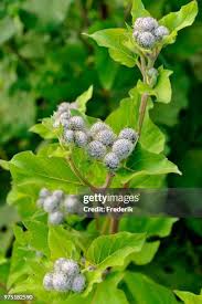 Attēlu rezultāti vaicājumam “Arctium tomentosum flower”