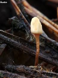 Attēlu rezultāti vaicājumam “Heyderia abietis”