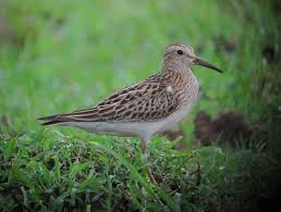 Image result for Calidris melanotos