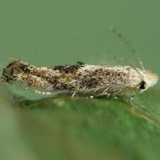 Attēlu rezultāti vaicājumam “Bucculatrix rhamniella”