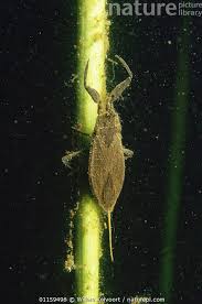 Attēlu rezultāti vaicājumam “Nepa cinerea nymph”