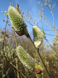 Attēlu rezultāti vaicājumam “Salix cinerea female flower”