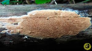 Attēlu rezultāti vaicājumam “Ceriporia purpurea”