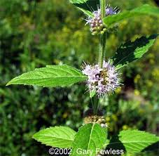 Attēlu rezultāti vaicājumam “Mentha arvensis bud”