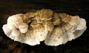 Attēlu rezultāti vaicājumam “Skeletocutis carneogrisea”