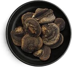 Attēlu rezultāti vaicājumam “Phellinus”