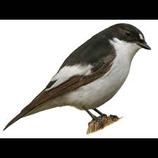 Attēlu rezultāti vaicājumam “Ficedula hypoleuca”