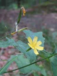 Attēlu rezultāti vaicājumam “Mycelis muralis”