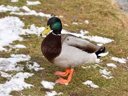 Attēlu rezultāti vaicājumam “Anas platyrhynchos male”