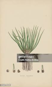 Attēlu rezultāti vaicājumam “Isoetes lacustris leaf”