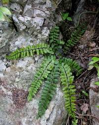 Attēlu rezultāti vaicājumam “Asplenium trichomanes”