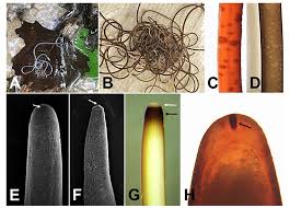 Attēlu rezultāti vaicājumam “Nematomorpha”