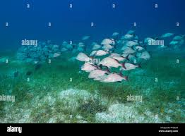 Image result for Haemulon album