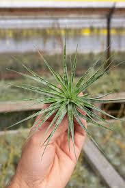 Attēlu rezultāti vaicājumam “Comatricha alta stalked”