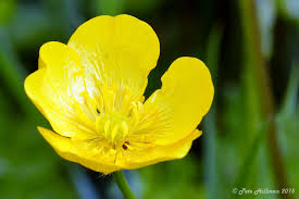 Attēlu rezultāti vaicājumam “Ranunculus repens flower”