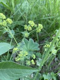 Attēlu rezultāti vaicājumam “Alchemilla vulgaris aggr. leaf”