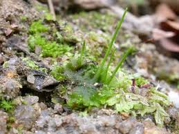 Attēlu rezultāti vaicājumam “Phaeoceros laevis subsp. carolinianus”
