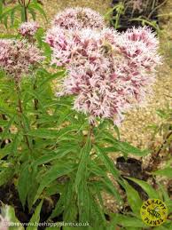 Image result for Eupatorium cannabinum