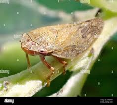 Attēlu rezultāti vaicājumam “Aphrophora salicina”