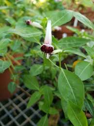 Image result for Cuphea ignea