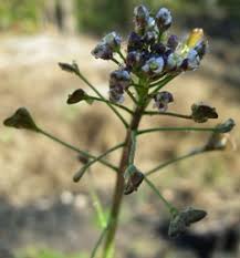 Attēlu rezultāti vaicājumam “Capsella bursa-pastoris bud”