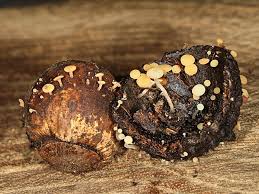 Attēlu rezultāti vaicājumam “Hymenoscyphus fructigenus”