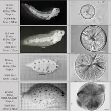 Image result for Microstomus kitt