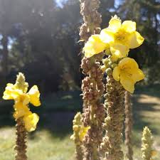 Attēlu rezultāti vaicājumam “Verbascum thapsus fruit”