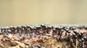 Attēlu rezultāti vaicājumam “Metatrichia floriformis macro”