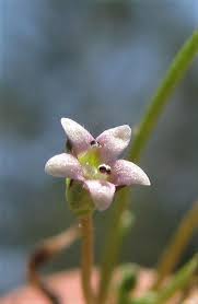 Attēlu rezultāti vaicājumam “Limosella aquatica flower”