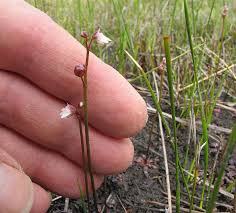 Attēlu rezultāti vaicājumam “Lentibulariaceae”