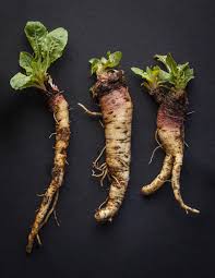 Attēlu rezultāti vaicājumam “Oenothera biennis fruit”